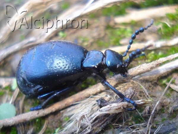 Meloe autumnalis