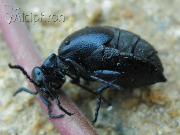 Meloe autumnalis
