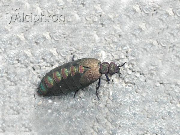Meloe variegatus
