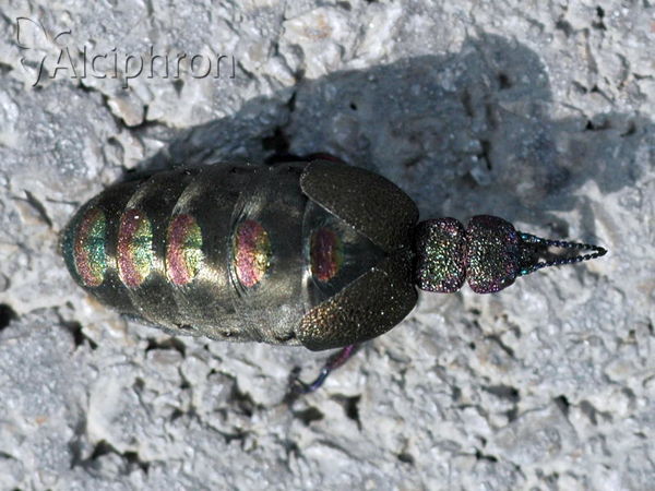 Meloe variegatus
