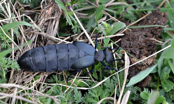 Meloe cicatricosus
