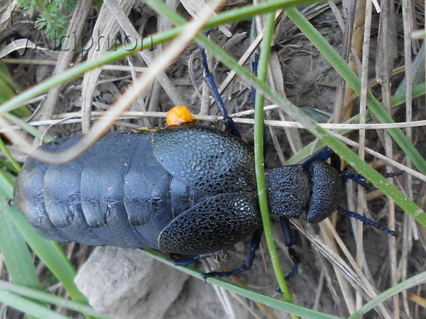 Meloe cicatricosus