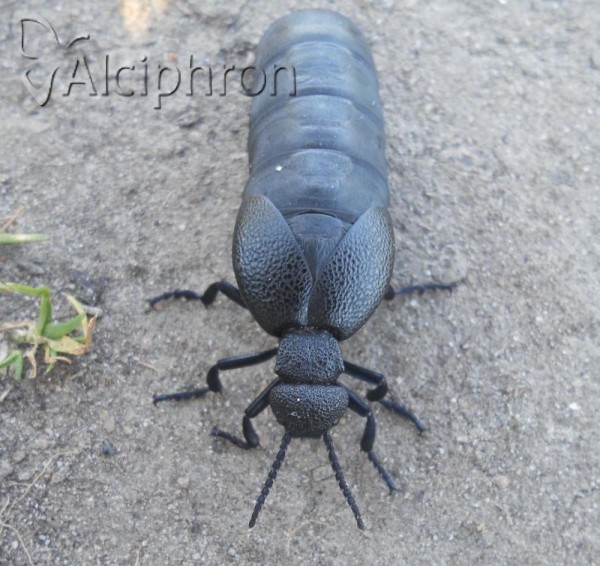 Meloe cicatricosus