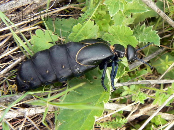 Meloe hungarus