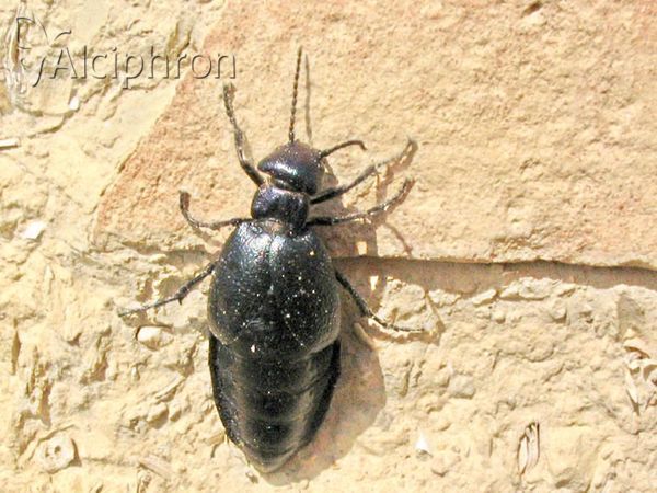 Meloe decorus