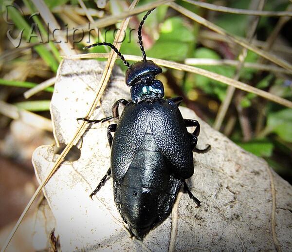 Meloe decorus