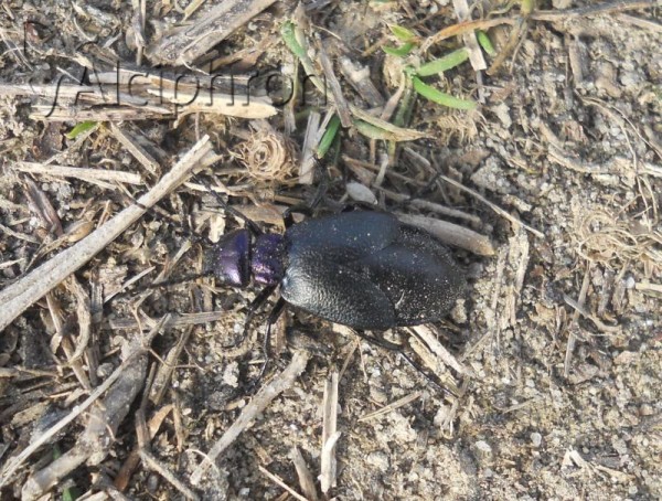Meloe decorus