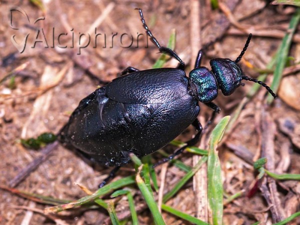 Meloe decorus