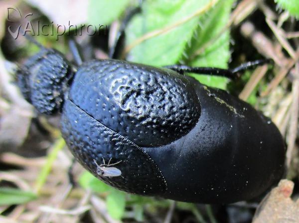 Meloe tuccius