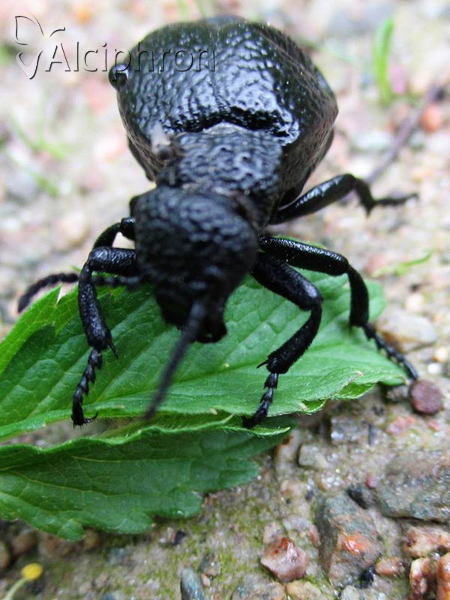 Meloe tuccius