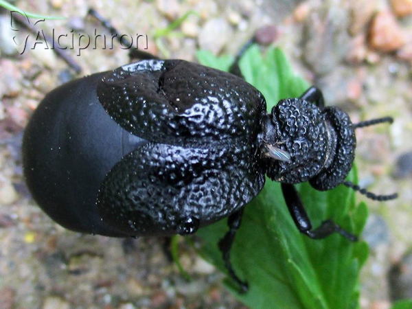 Meloe tuccius