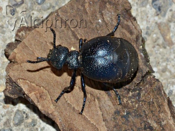 Meloe brevicollis