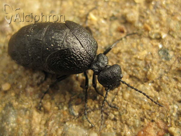Meloe rugosus