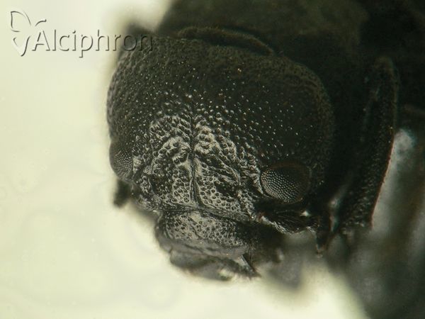 Meloe rugosus