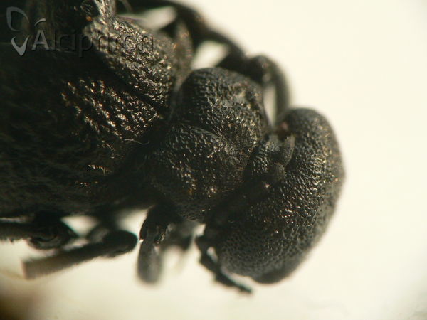 Meloe rugosus