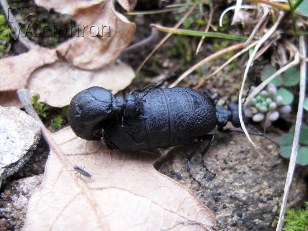 Meloe rugosus