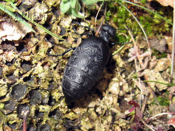 Meloe rugosus