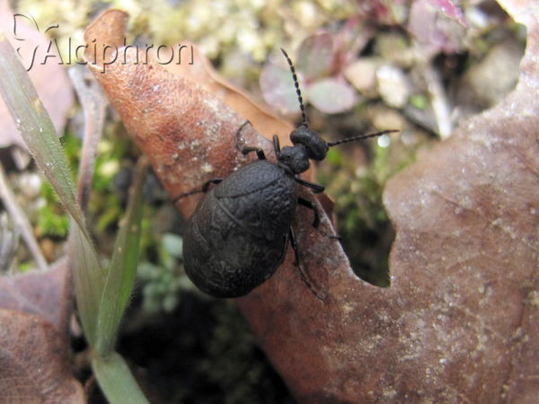 Meloe rugosus
