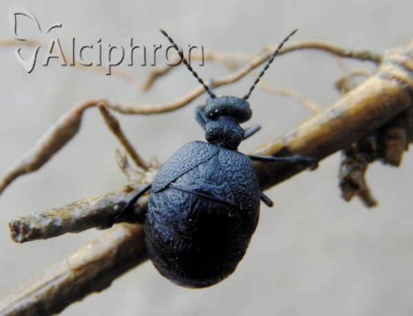 Meloe rugosus