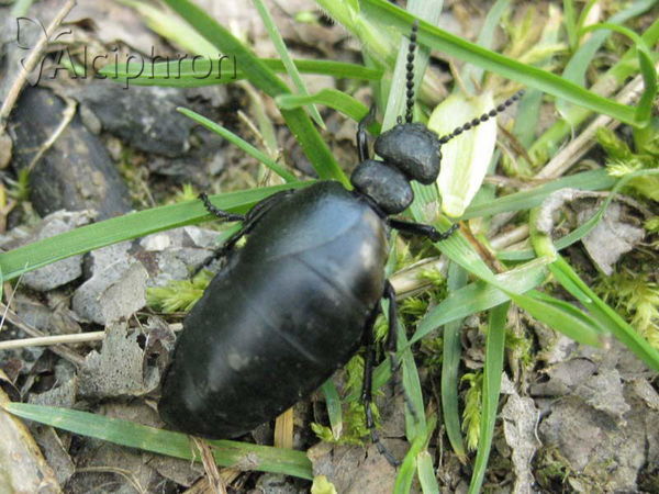 Meloe scabriusculus
