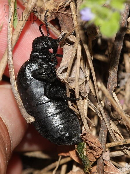 Meloe scabriusculus