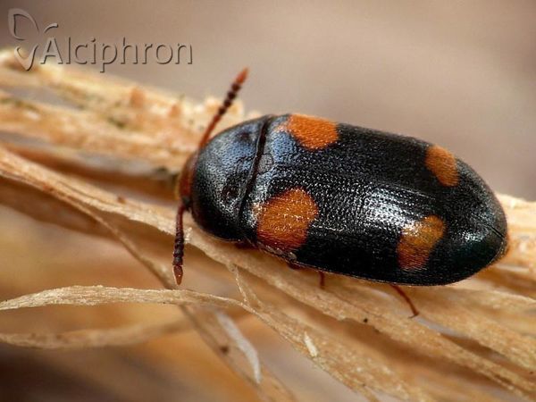 Mycetophagus quadripustulatus