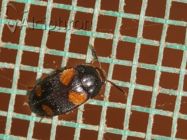 Mycetophagus quadripustulatus