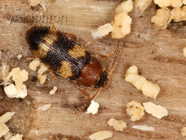 Mycetophagus fulvicollis