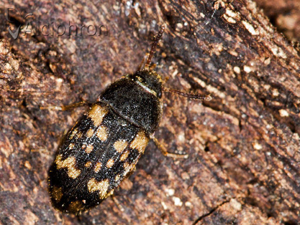 Mycetophagus atomarius