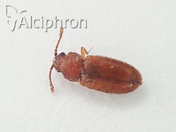 Typhaea stercorea