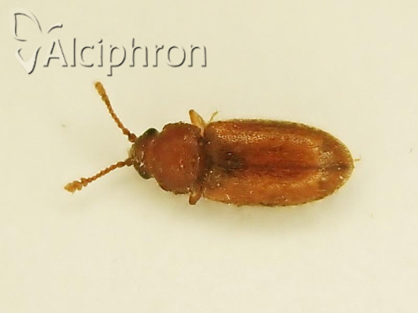 Typhaea stercorea