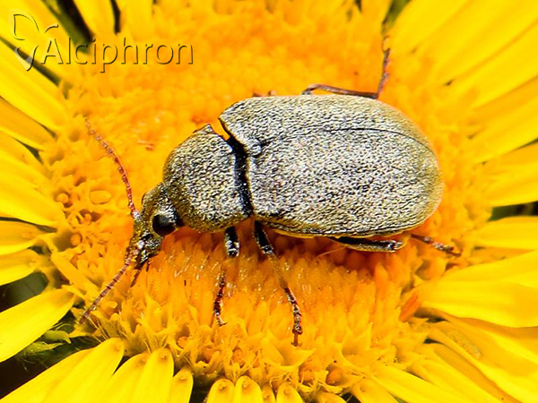 Mycterus tibialis