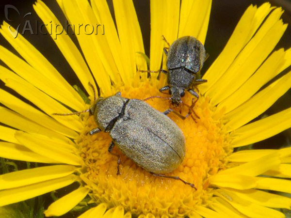 Mycterus tibialis