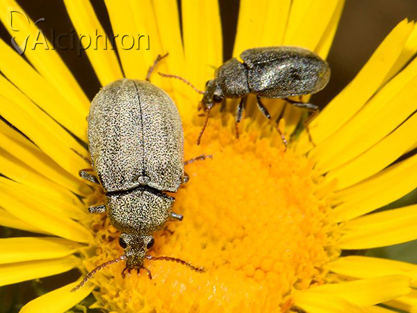 Mycterus tibialis