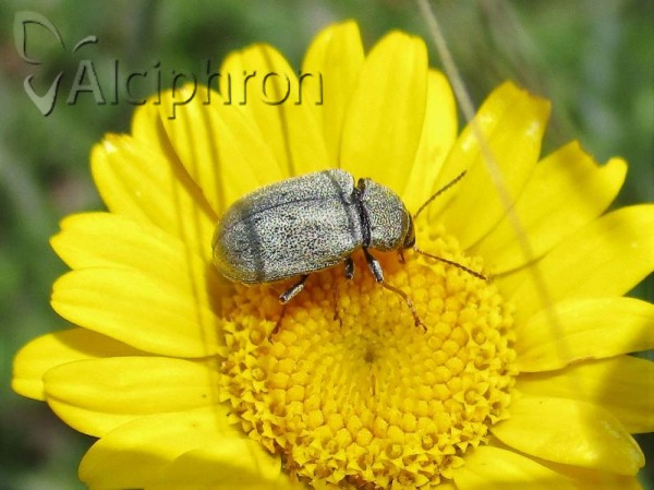 Mycterus tibialis