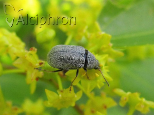 Mycterus tibialis
