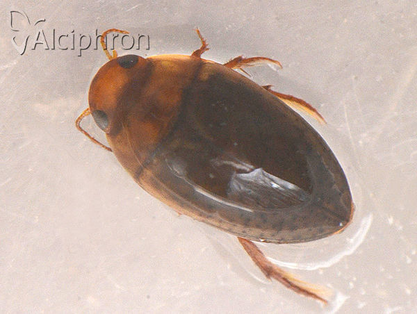 Noterus clavicornis