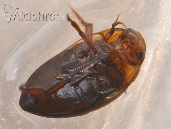 Noterus clavicornis