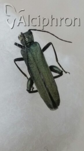 Ischnomera cyanea