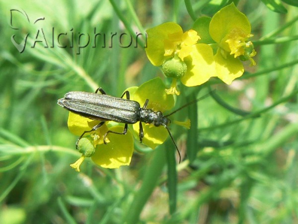 Ischnomera cyanea