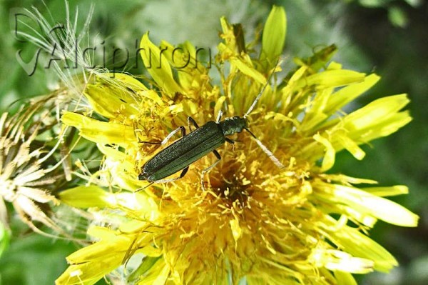 Ischnomera cyanea