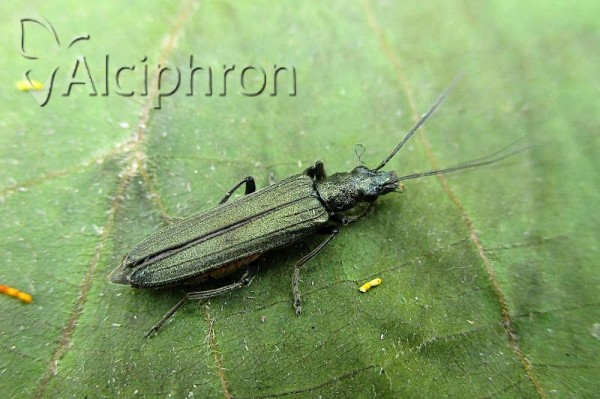 Ischnomera cyanea