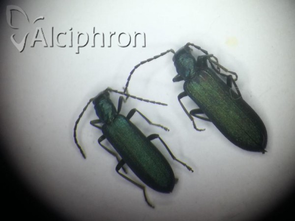 Ischnomera caerulea