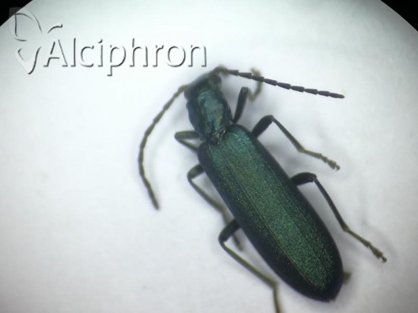 Ischnomera caerulea