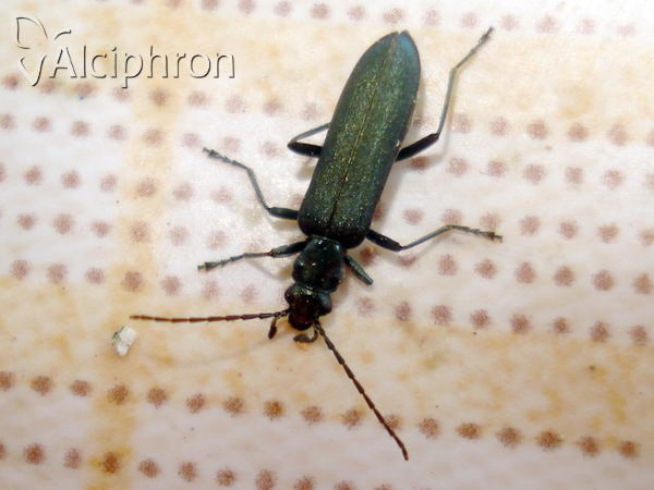 Ischnomera cinerascens