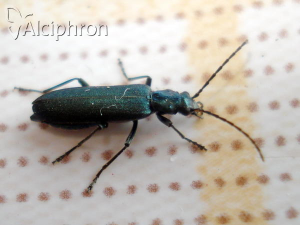 Ischnomera cinerascens