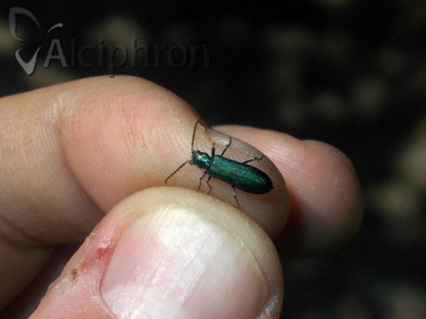 Ischnomera cinerascens