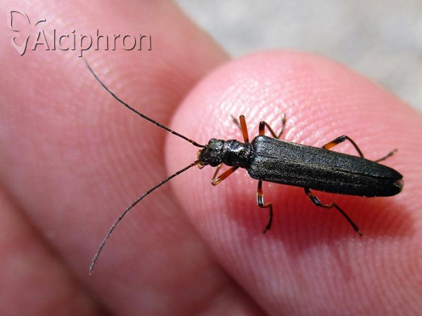 Oedemera annulata