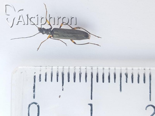 Oedemera annulata