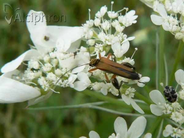 Oedemera podagrariae